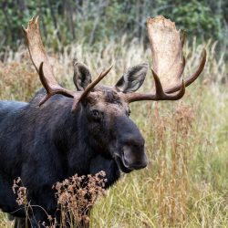 moose-alces-alces-male-bull-grazing-in-the-grass-a-P76A55T